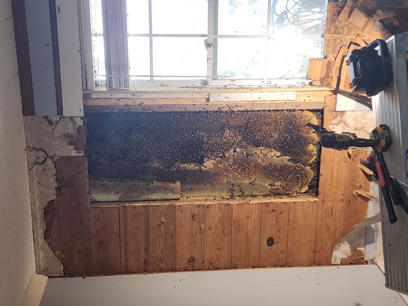 Established honey bee colony exposed during structural removal