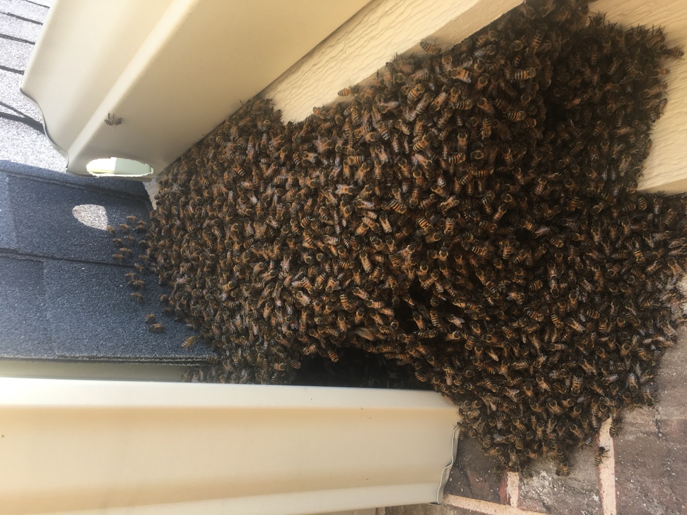 Honey bee swarm clustered at a roof eave