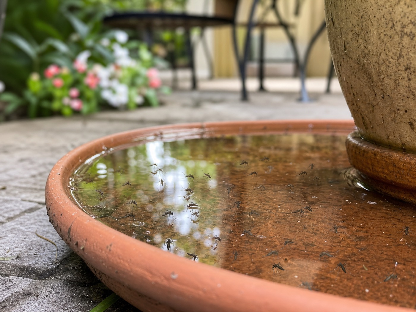 Mosquitoes around standing water in a patio planter saucer