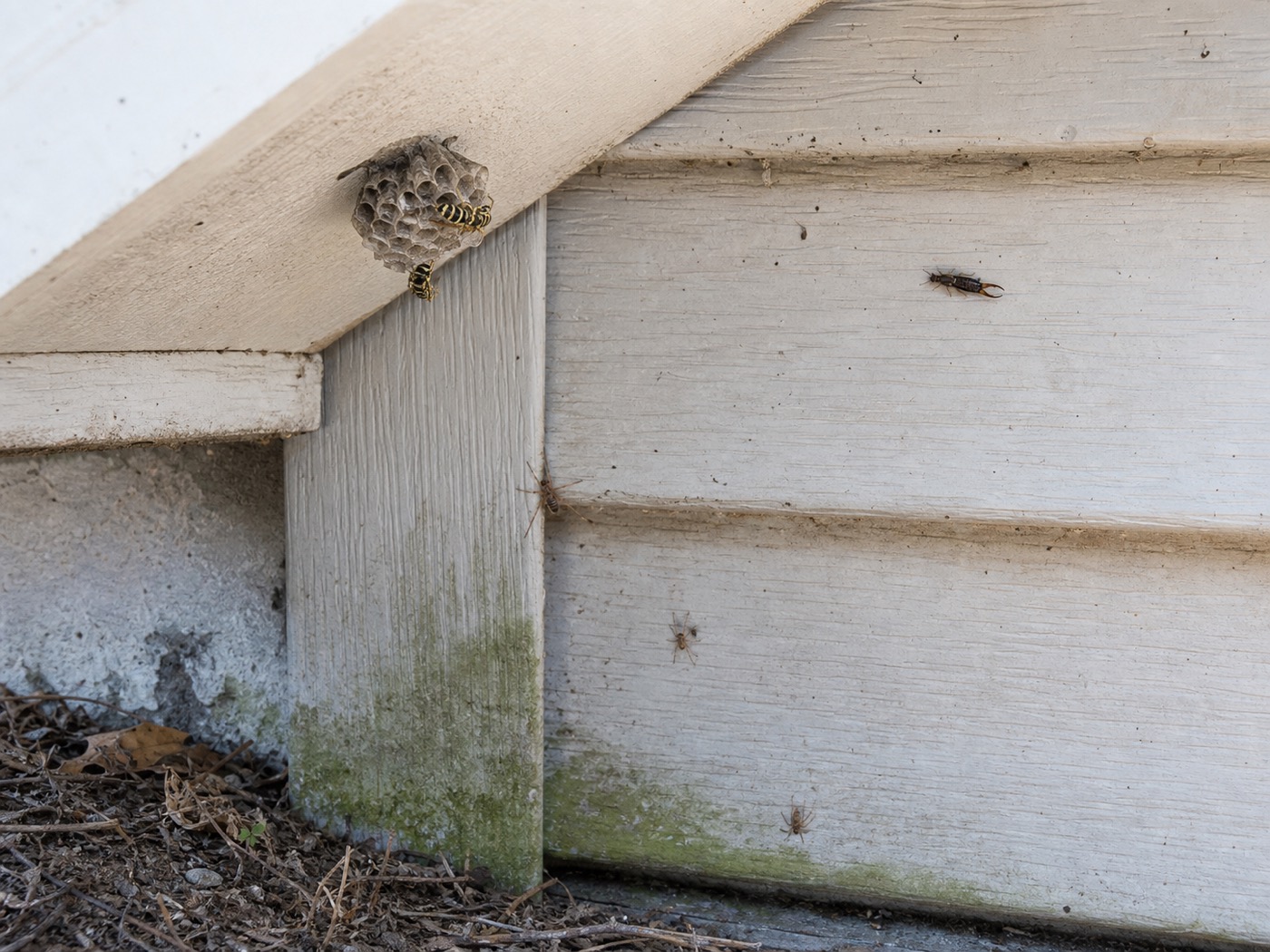 Wasp nest and occasional invaders around exterior siding