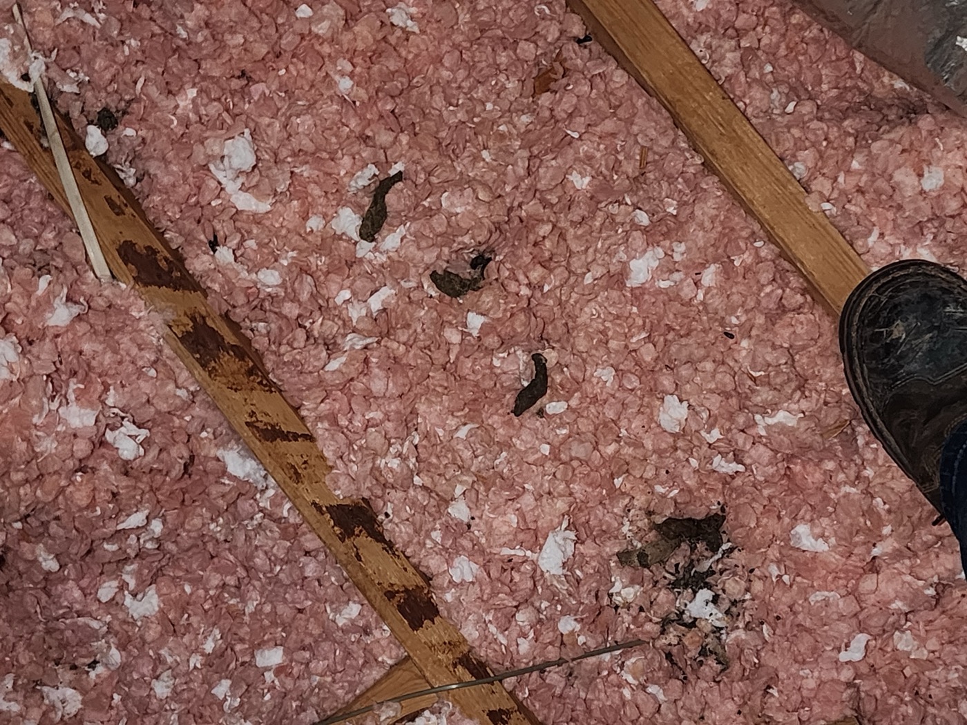 Wildlife droppings and contamination on attic insulation