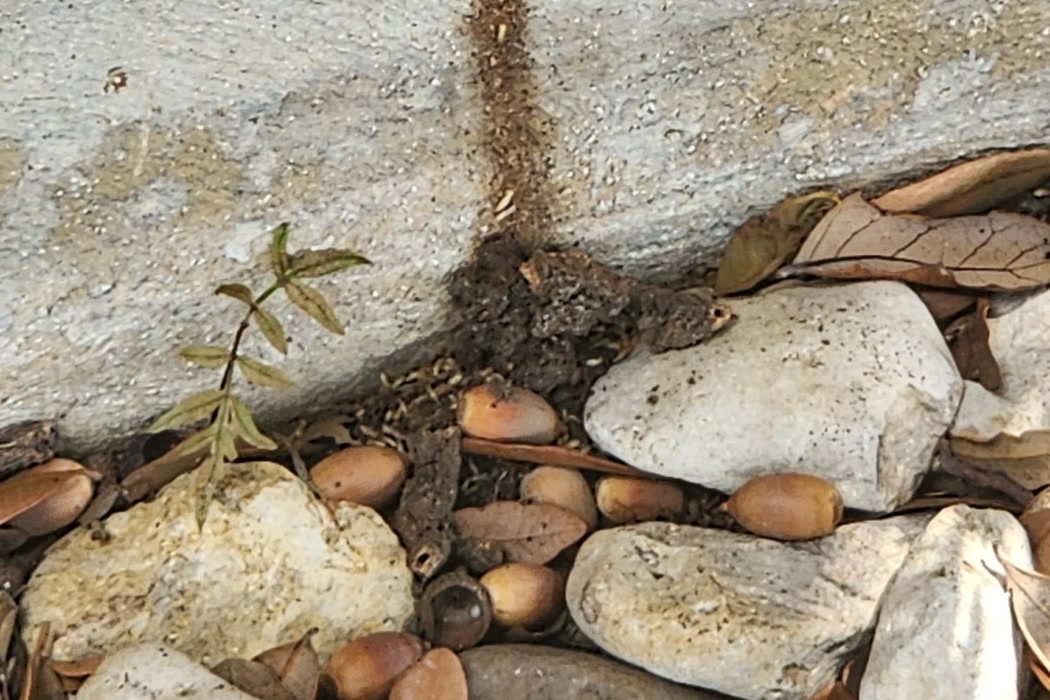 Close-up termite shelter tube with visible termites near the foundation