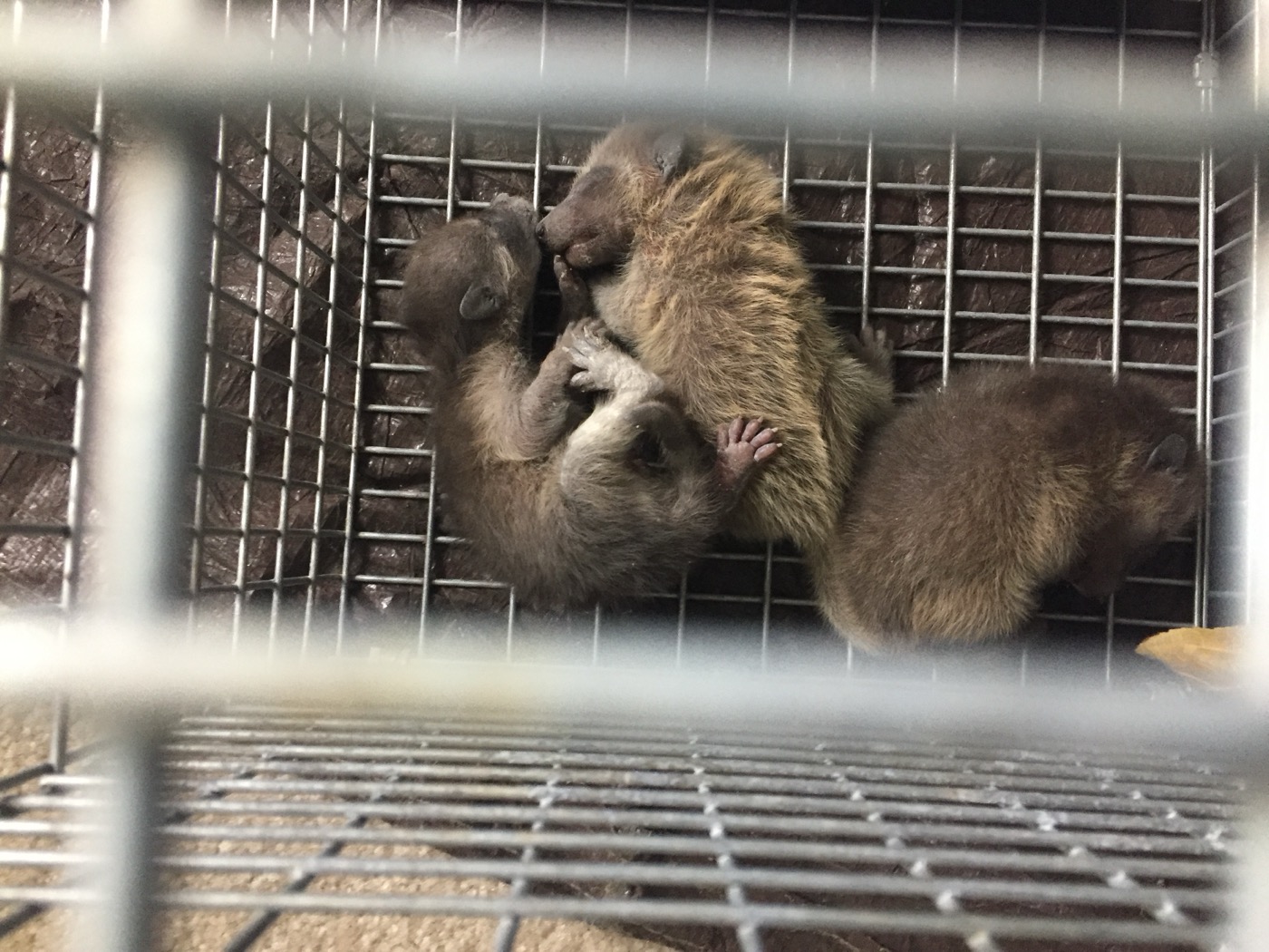 Raccoons contained in a live trap during wildlife removal
