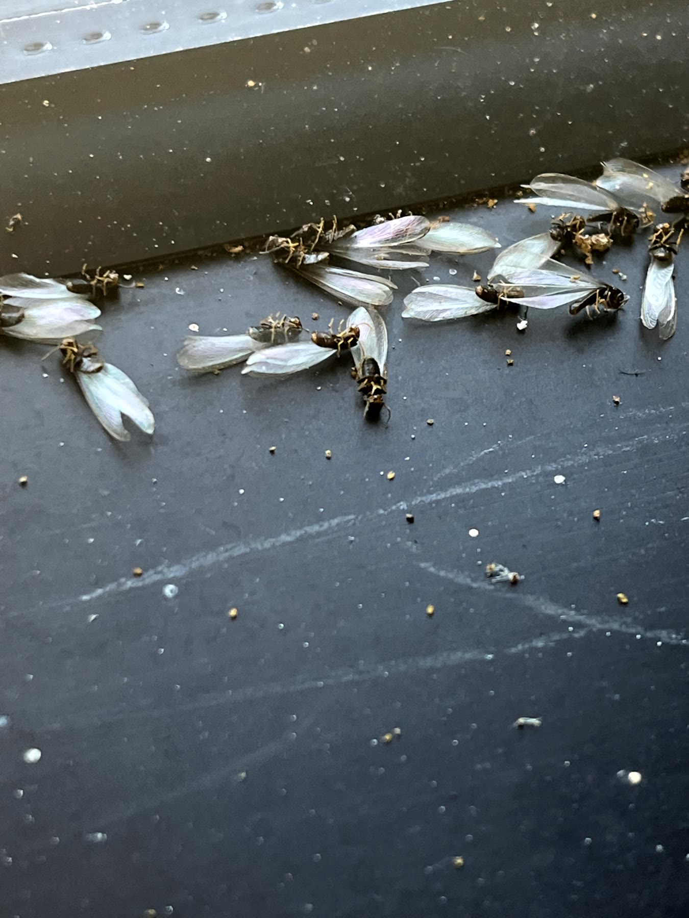 Winged termite swarmers found inside a North Texas property